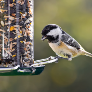 Gifts ideas to comfort those going through trauma include bird feeders, as shown here, which can add tranquility and help someone connect with nature.