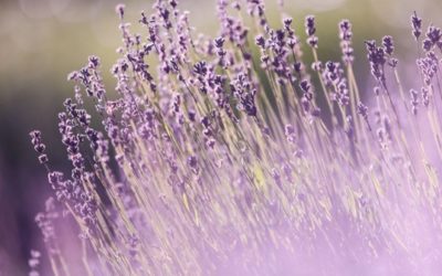 Healing from Trauma with Aromatherapy: Lavender